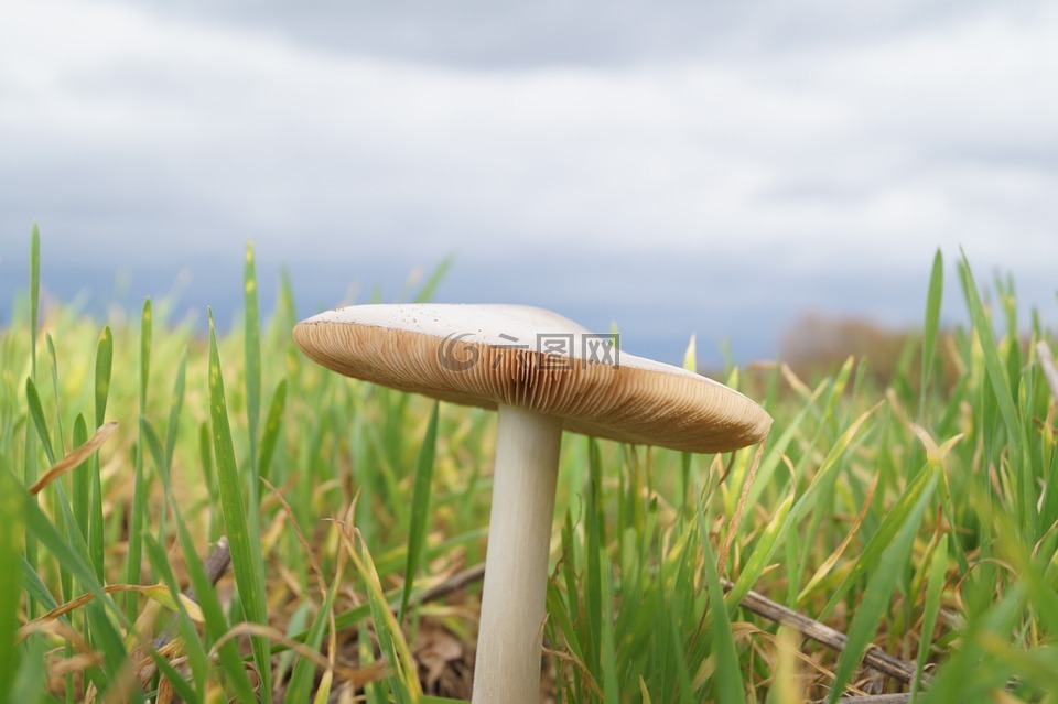 蘑菇,层状,草