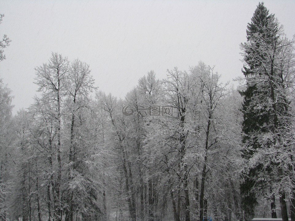 第一场雪,冬季的开始,森林