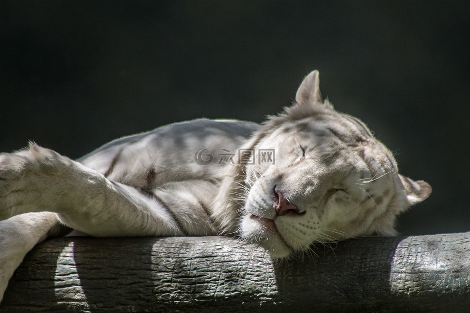 白虎,睡眠,动物园