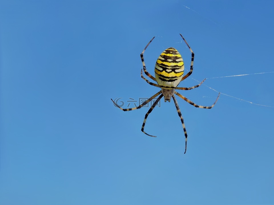 黄蜂蜘蛛,zebraspinne,车轮蜘蛛