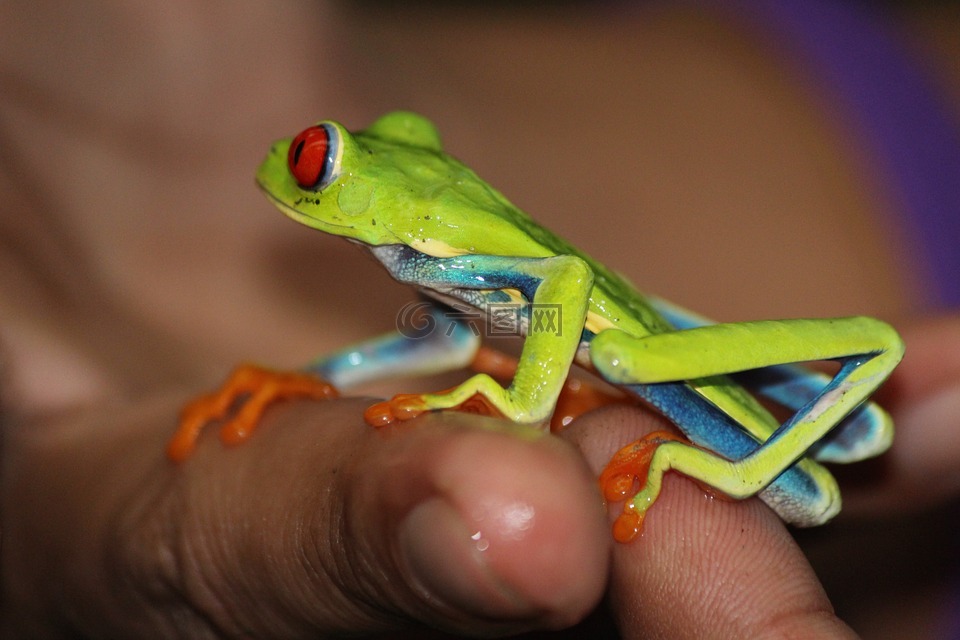青蛙,哥斯达黎加,光明