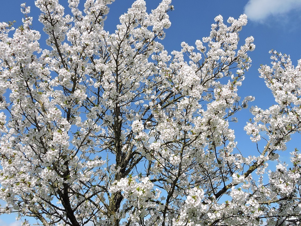 开花的树,白色的花,春天