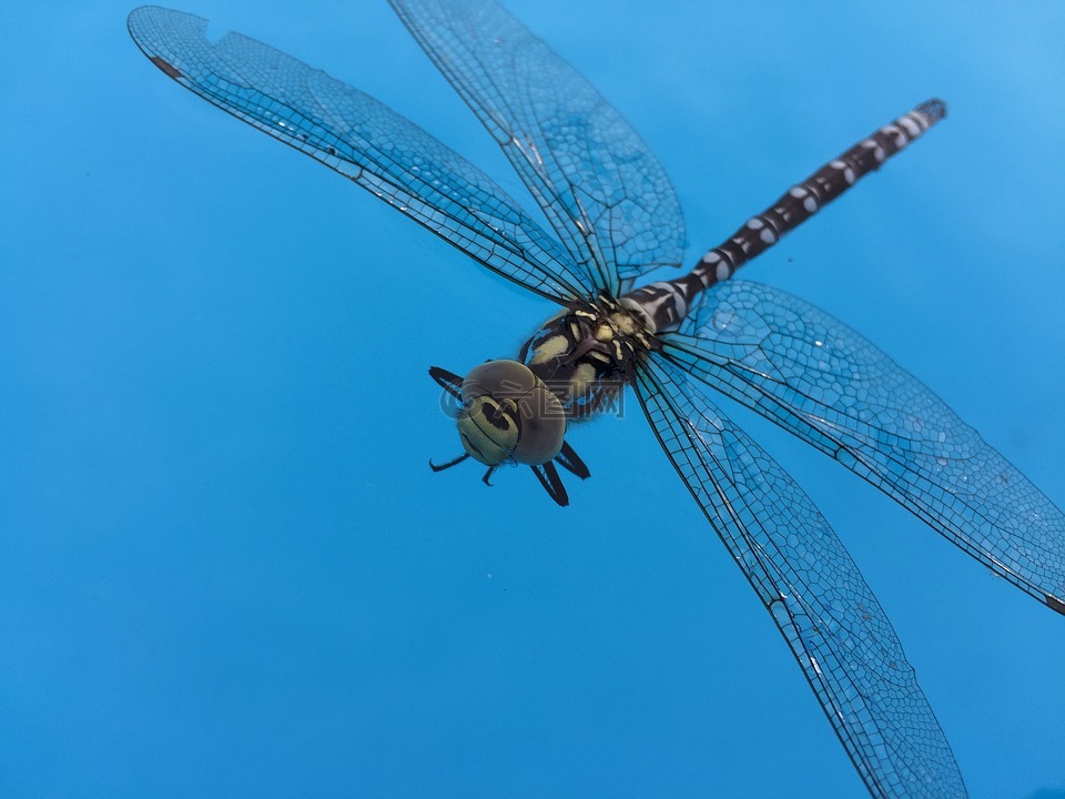 昆虫,蜻蜓,蓝色