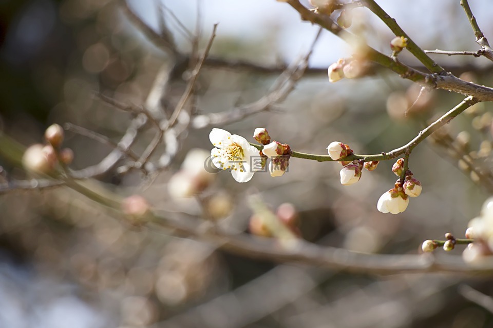 春天,春天的花朵,大自然