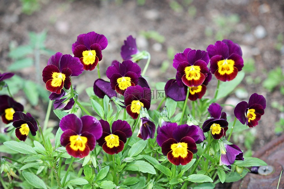 鲜花,夏天,紫罗兰