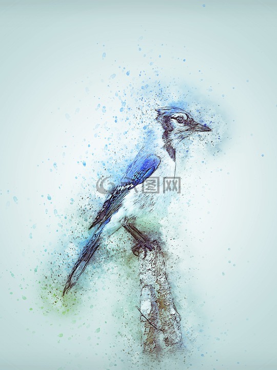 鸟,蓝鸟,可爱