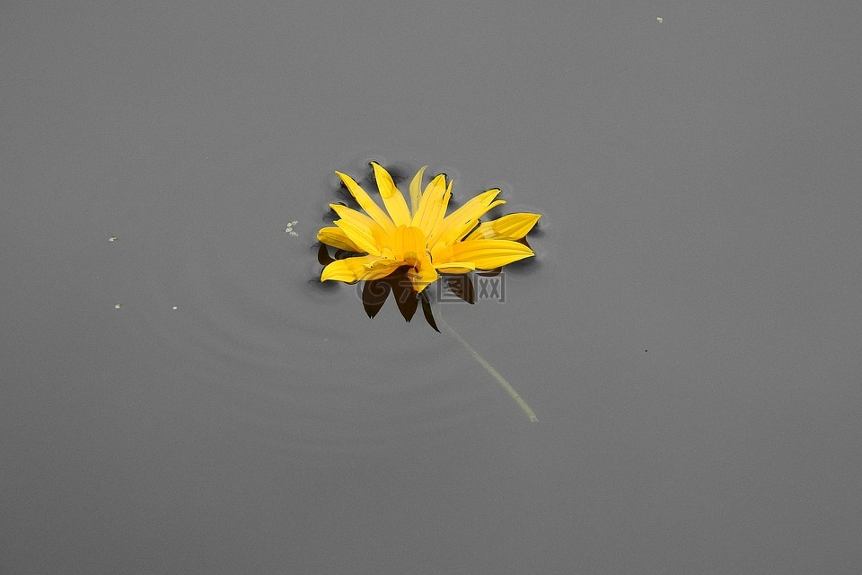 花在水面上,黄色,性质