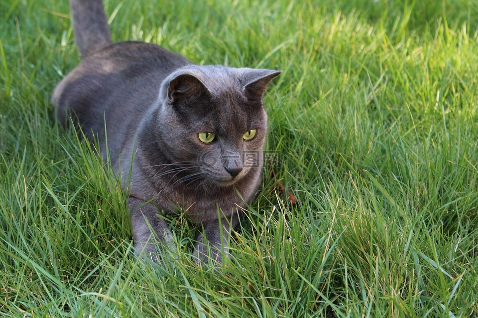 猫,只灰色的猫,绿眼睛的猫