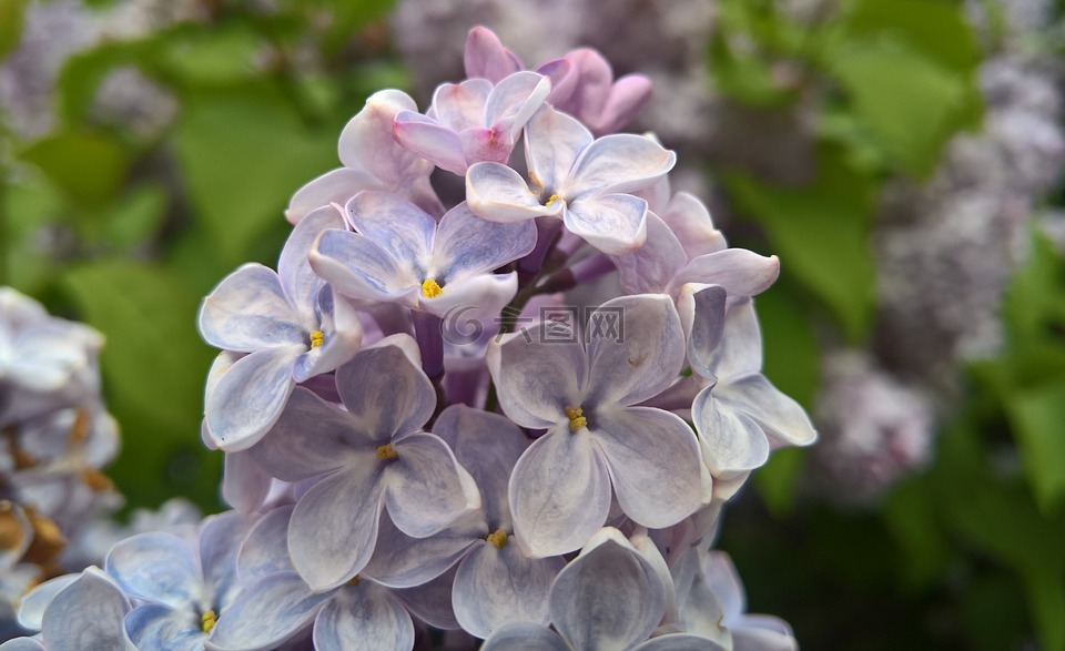 丁香,鲜花,淡紫色的花