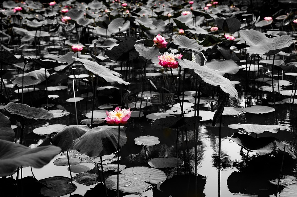 莲花,池,水