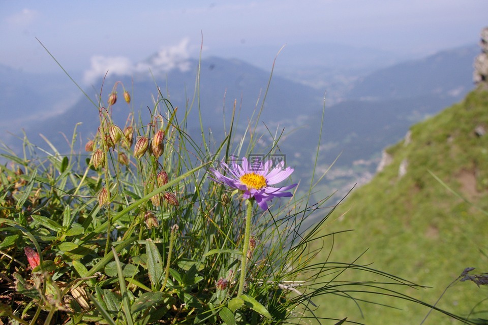 翠菊,阿尔卑斯山,花