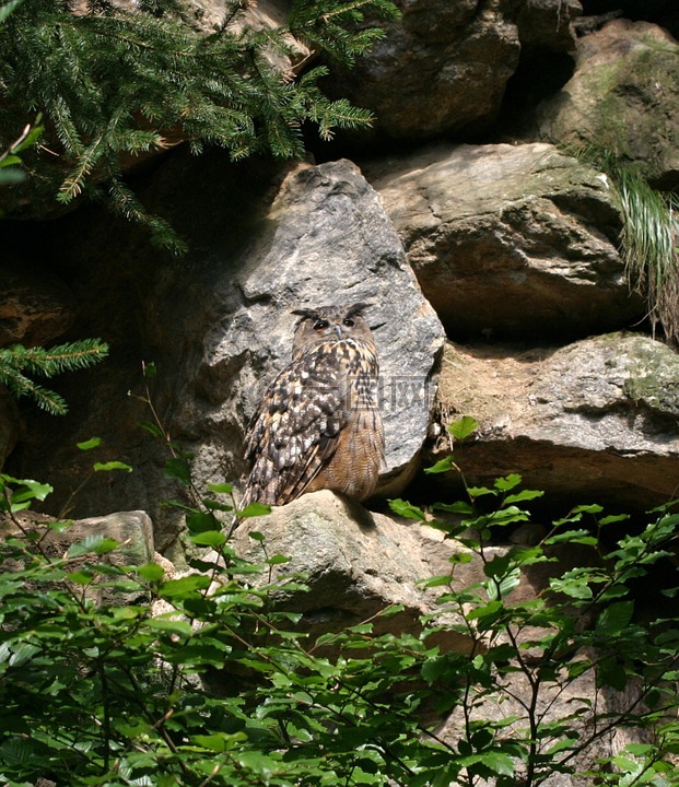 雕鸮,鸟,巴伐利亚森林