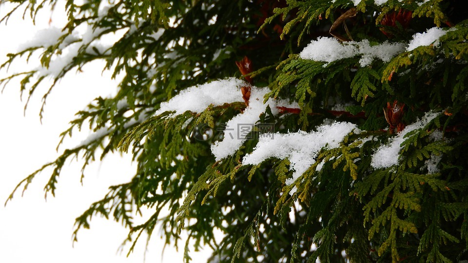 雪地上的分支,雪树,似雪