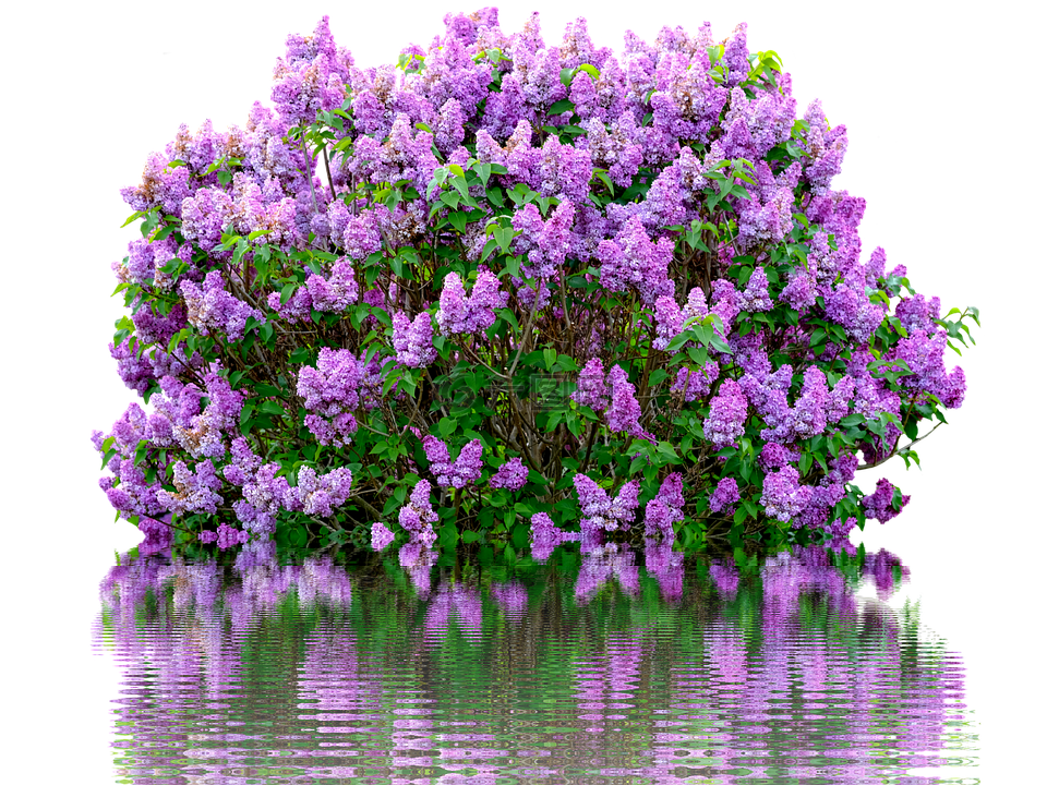 紫丁香,春天,紫