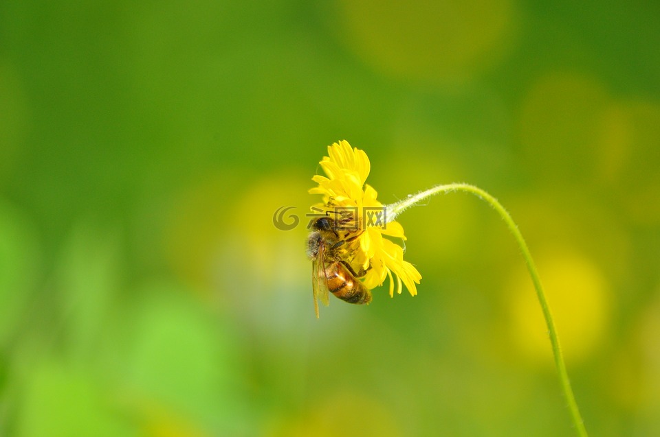 蜜蜂,花卉,黛西