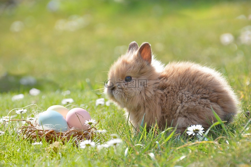 复活节,复活节兔子,蛋