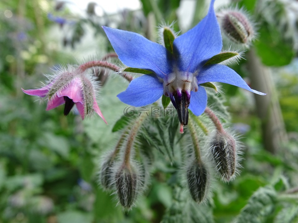 琉璃苣,黄瓜味,borretschblüte