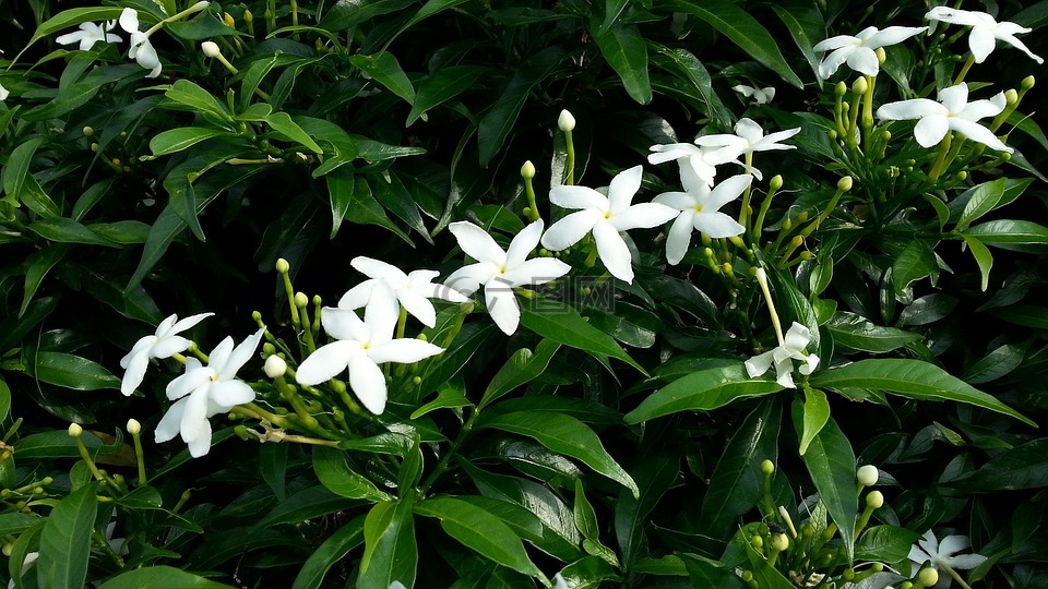 白色的花,茉莉花星,开花