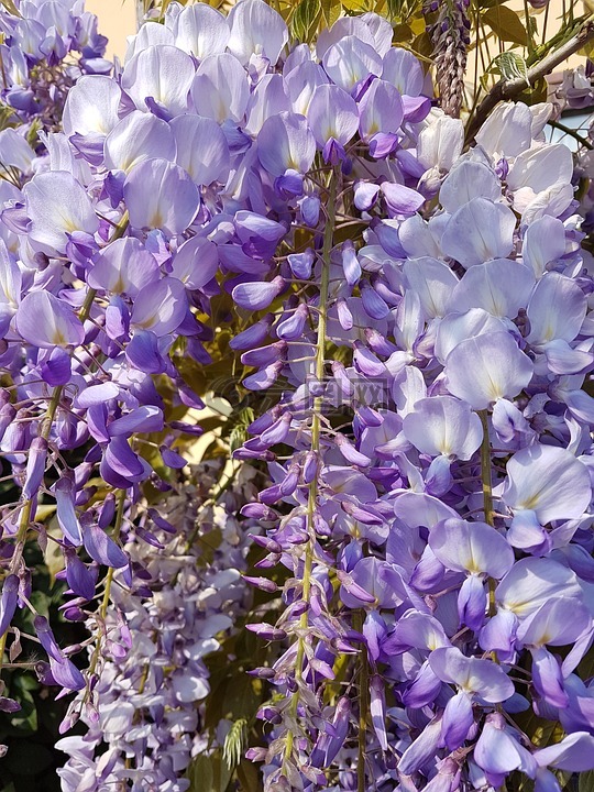 紫藤,紫,鲜花