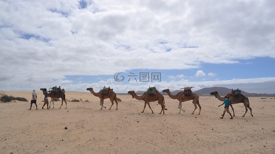 骆驼,沙漠,单峰骆驼