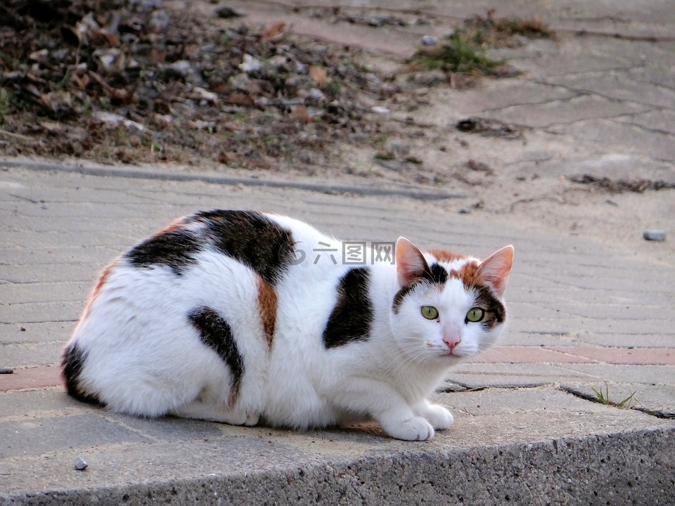 猫,哺乳动物,缓慢的生活