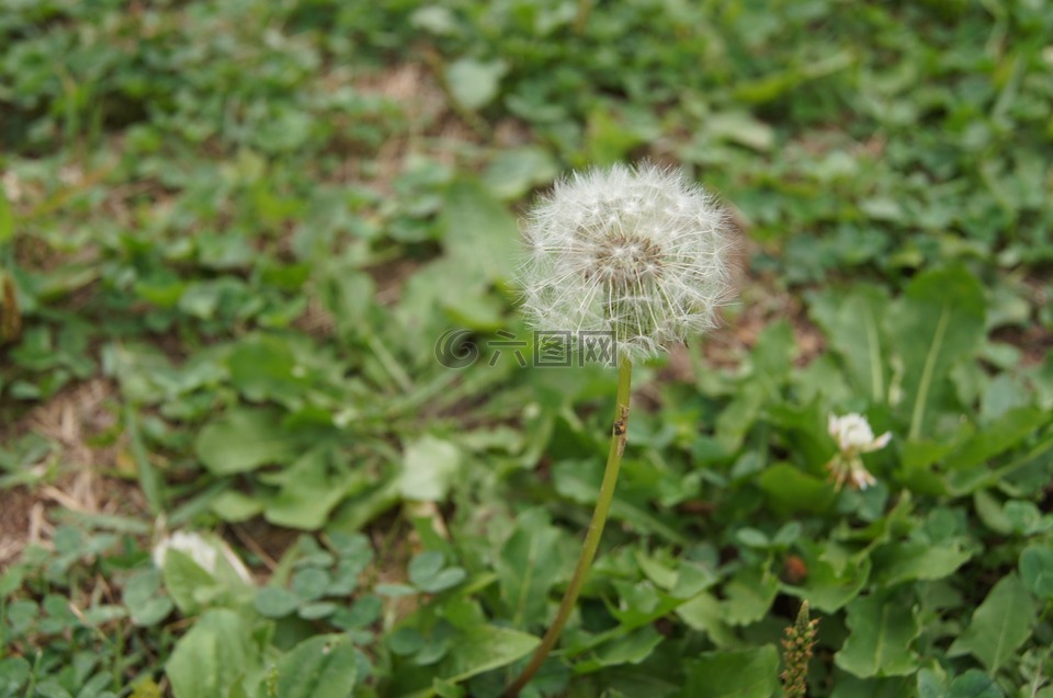 蒲公英,hotssi,孢子