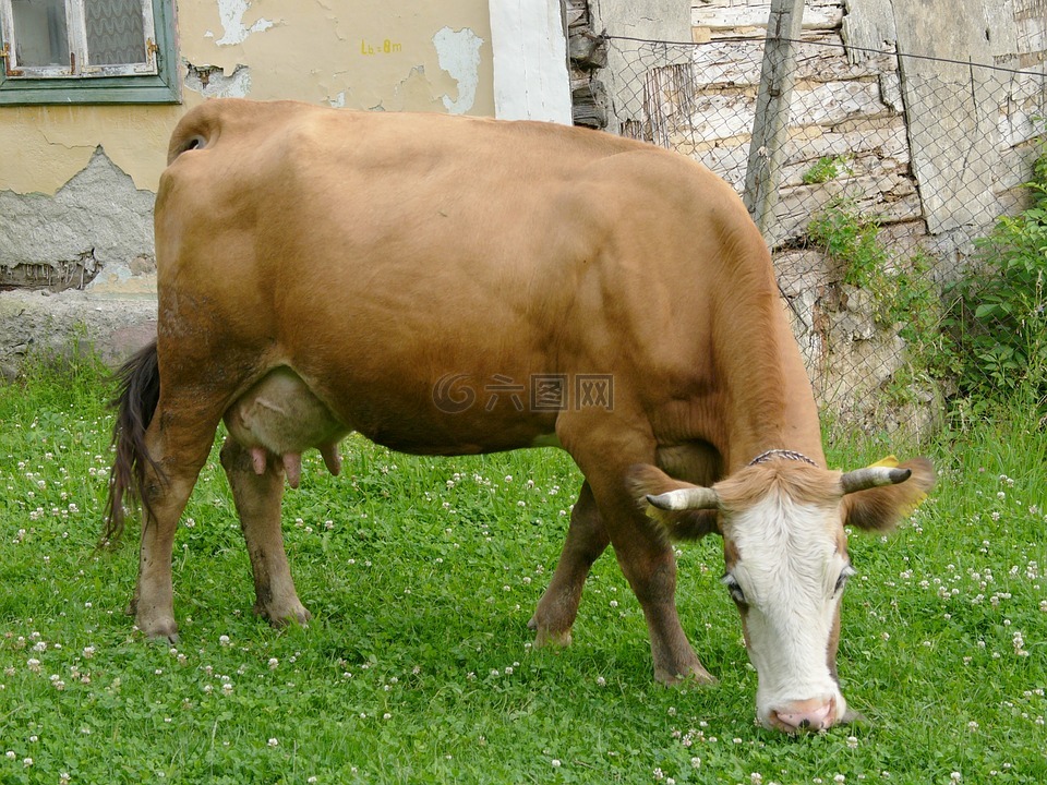 牛肉,母牛,农场里的动物