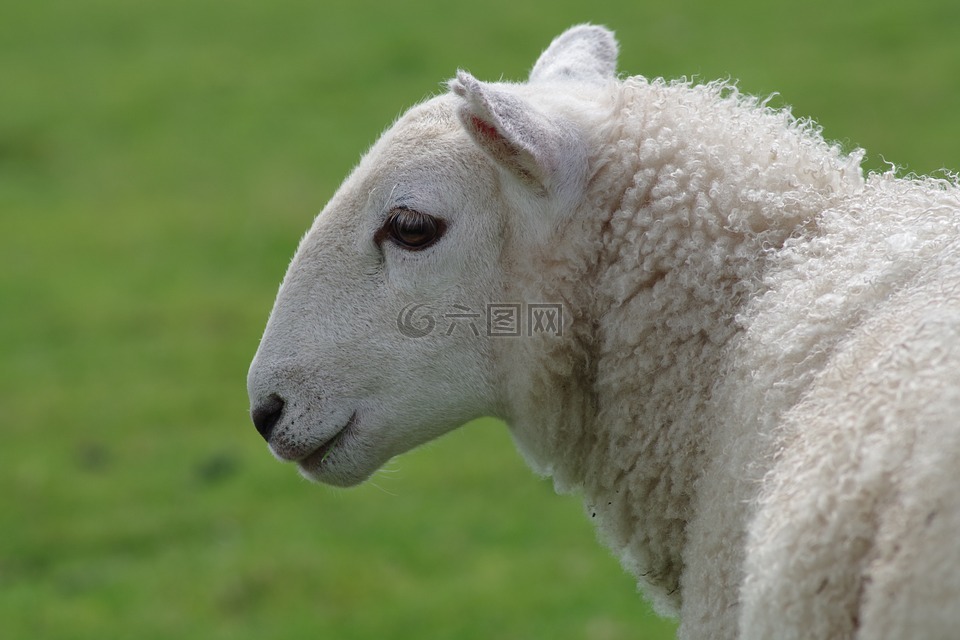 羊,母羊,羊毛