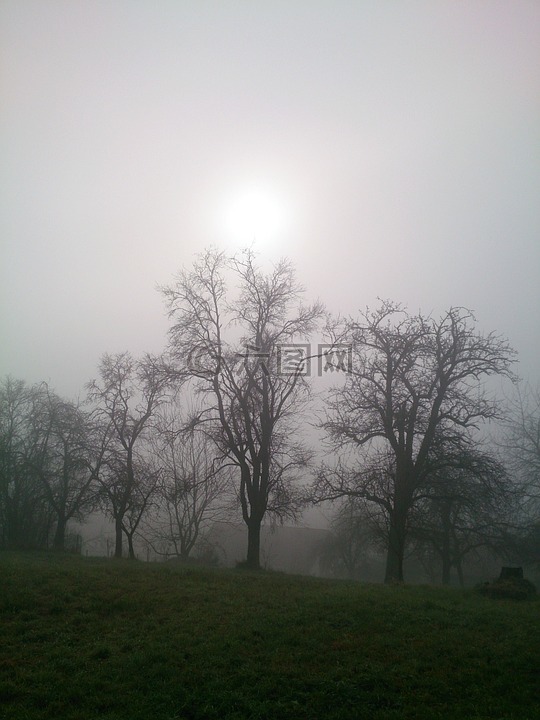 雾,草地,树木