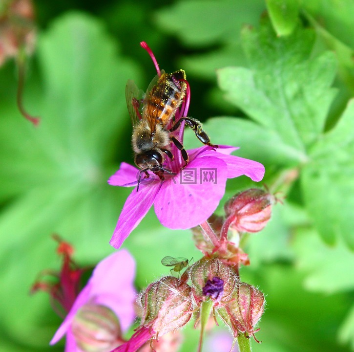 蜜蜂,花粉,颜色