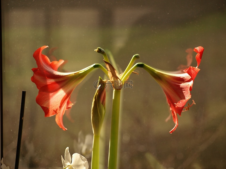 百合,花,背景虚化