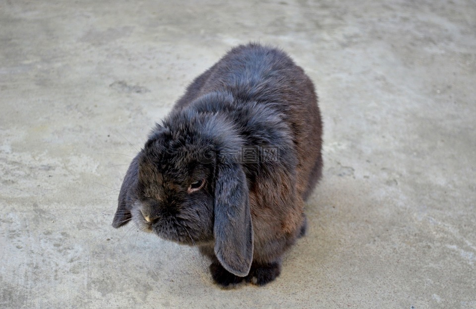 兔子,灰色,性质