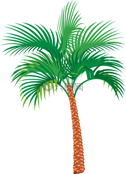 棕榈树,异国情调,假期