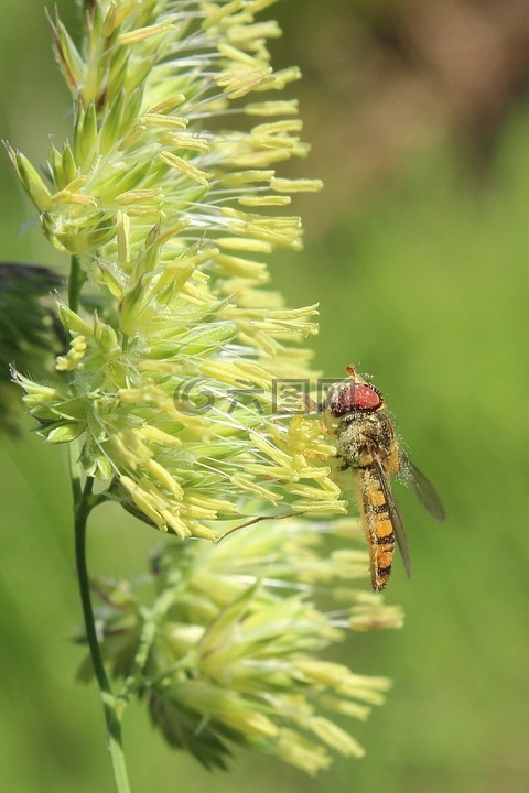 hoverfly,草,昆虫