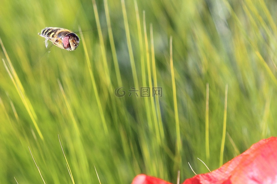 hoverfly,昆虫,飞