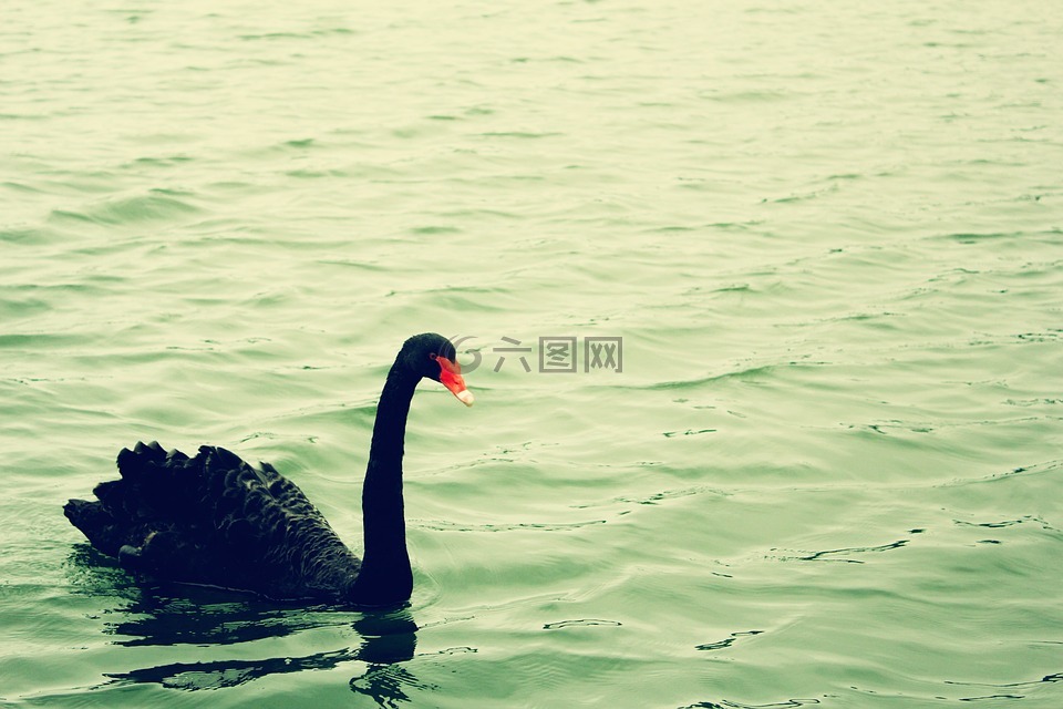 黑天鹅,绿水,宁静