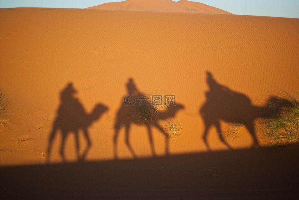 骆驼,贤士,沙漠