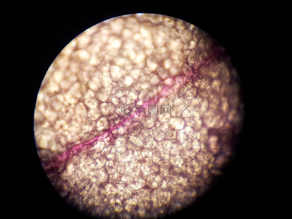 显微镜,细胞结构,科学
