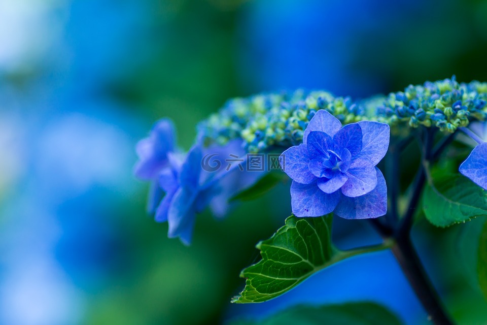 绣球花,蓝花瓣,植物