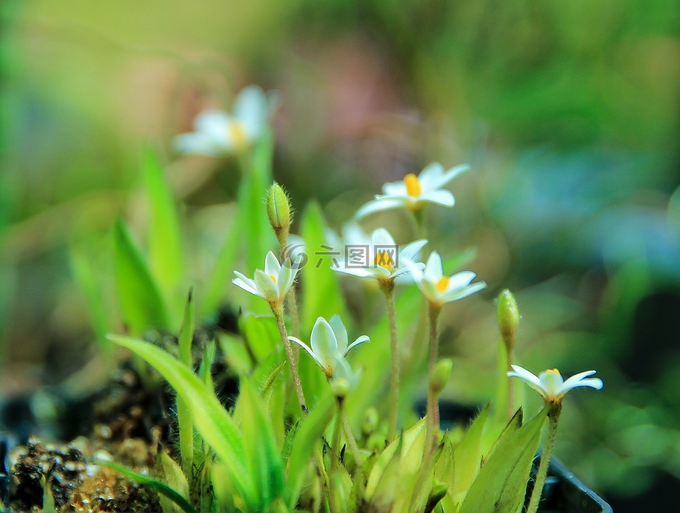 rhodohypoxis鲍尔在白,非洲的花,白花