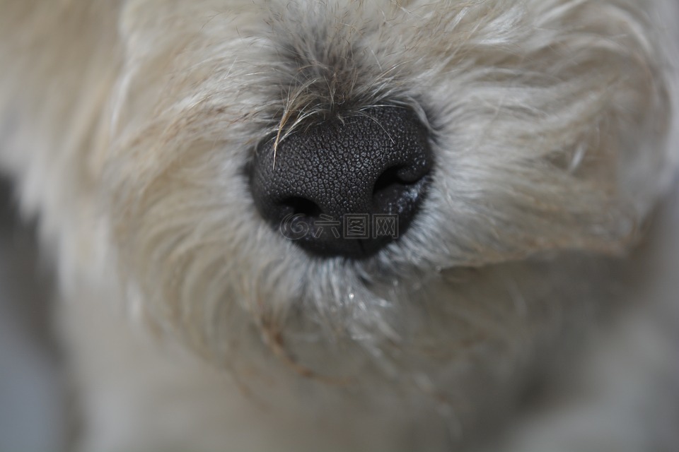 狗的鼻子,鼻子,宠物