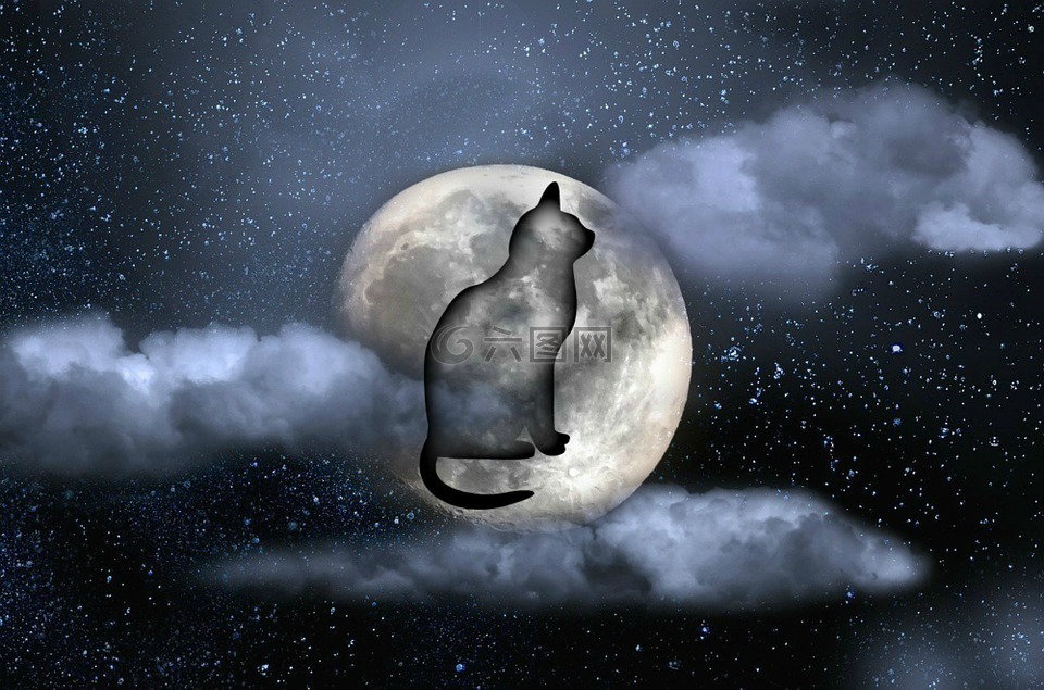 猫月亮夜