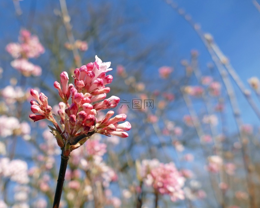 香冬季雪球,忍冬科,花