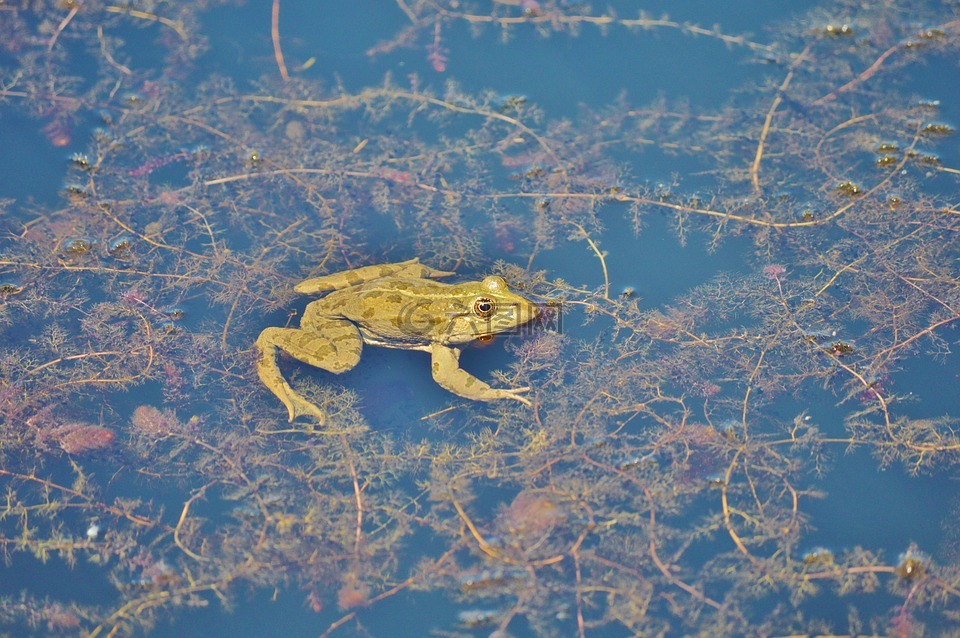 青蛙,池塘,花园池塘