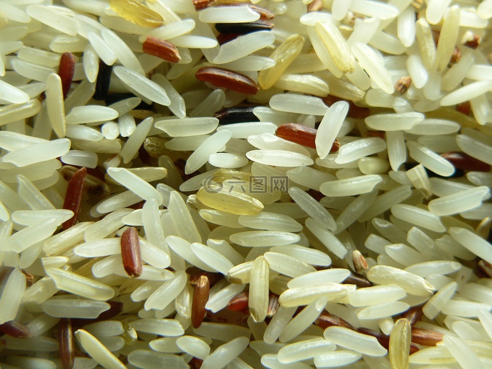 水稻,种子,食品