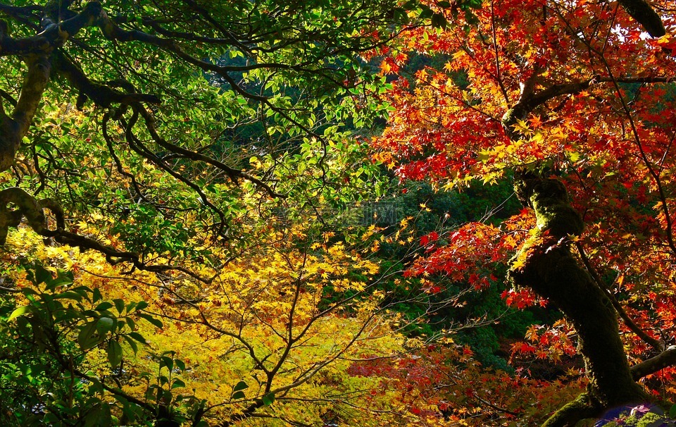 秋季,秋季树叶,山
