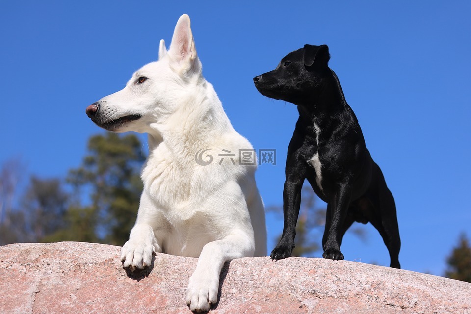 狗,牧羊犬,宠物