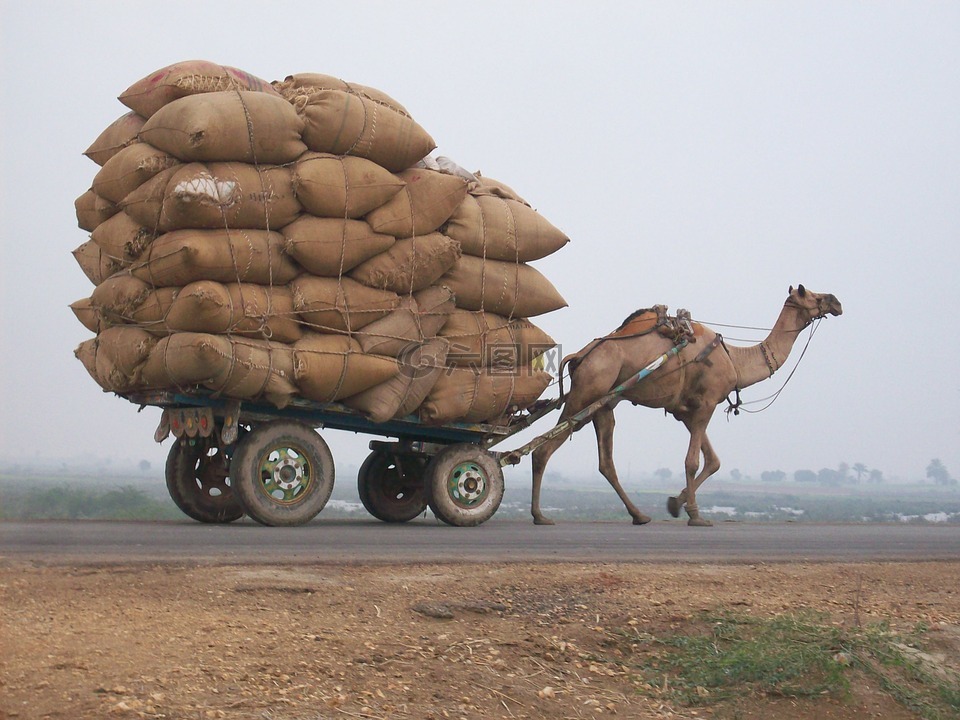 骆驼,购物车,物流