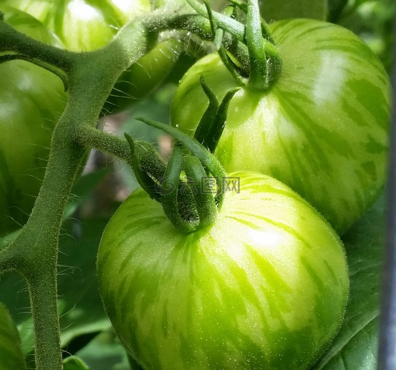 绿色,蕃茄,夏天