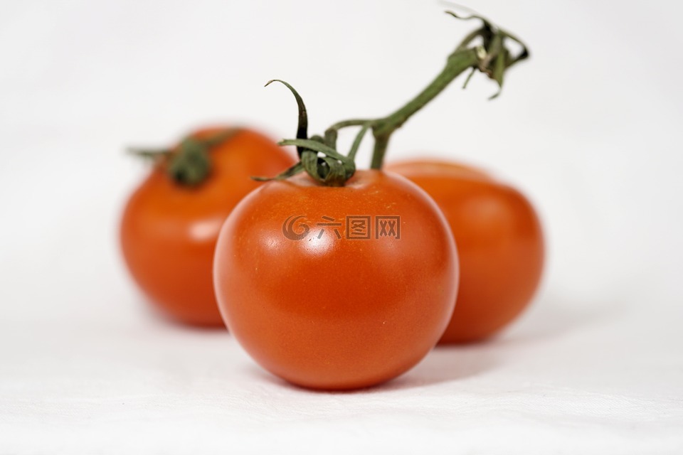 蕃茄,布什西红柿,在葡萄藤上